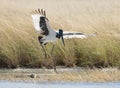 Jabiru or black necked stork Royalty Free Stock Photo