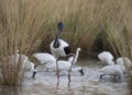 Jabiru or black necked stork at karumba