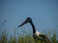 Jabiru black-necked stork in wetlands Darwin, Australia