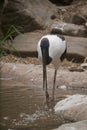 the jabiru is wading in water