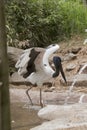 the Jabiru is flapping its wings