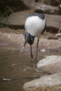 the Jabiru is wading in water looking for food