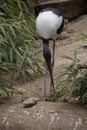 the jabiru is eating bugs