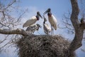 Jabiru Chicks Begging for food from Adults in Nest