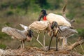 Jabiru early morning meal Royalty Free Stock Photo