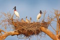 Jabiru family in nest. Parents with chicks. Young jabiru, tree nest with blue sky, Pantanal, Brazil, Wildlife scene from South Ame