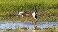 Jabiru feeding in Yellow Waters Kakadu National Park