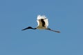 Jabiru Flying Royalty Free Stock Photo