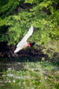 Jabiru flying with outspread wings over river