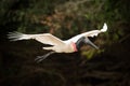 Jabiru flying past trees with outstretched wings Royalty Free Stock Photo