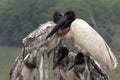 Jabiru, Jabiru mycteria,