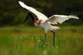 Jabiru, Jabiru mycteria, black and white bird in the green water with flowers, open wings, wild animal in the nature habitat, Pant Royalty Free Stock Photo