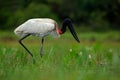 Jabiru, Jabiru mycteria, black and white in the green water with flowers, Pantanal, Brazil Royalty Free Stock Photo