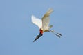 Jabiru, Jabiru mycteria, flying white bird with blue sky, Pantanal, Brazil. Big black and white bird on the sky. Wildlife scene fr Royalty Free Stock Photo