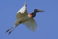 Jabiru, Jabiru mycteria, flying white bird with blue sky, Pantanal, Brazil Royalty Free Stock Photo