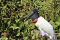 Jabiru in Pantanal Royalty Free Stock Photo