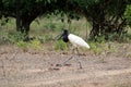 Jabiru Jabiru mycteria - Pantanal, Mato Grosso, Brazil