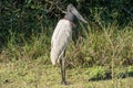 Jabiru, Jabiru mycteria Royalty Free Stock Photo