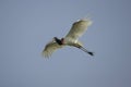 Jabiru, Jabiru mycteria,