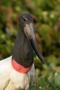 Jabiru, Jabiru mycteria, Royalty Free Stock Photo