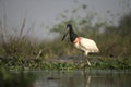 Jabiru, Jabiru mycteria, Royalty Free Stock Photo