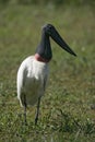 Jabiru, Jabiru mycteria, Royalty Free Stock Photo