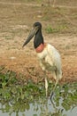 Jabiru, Jabiru mycteria Royalty Free Stock Photo