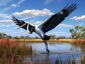 Jabiru