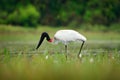 Jabiru, Jabiru mycteria, black and white bird in green water with flowers, Pantanal, Brazil. Wildlife scene, South America. Beauti Royalty Free Stock Photo