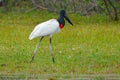 Jabiru, Jabiru mycteria, black and white in the green water with flowers, Pantanal, Brazil, Wildlife scene from South America. Bea