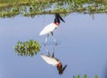 Jabiru (Jabiru mycteria) in Brazil