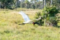 Jabiru mycteria is an extraordinary bird that is one of the largest birds in the New World.