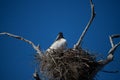 Dorsal view of the Jabiru stork Jabiru mycteria Royalty Free Stock Photo