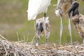 Close-up of one adult and three juvenile Jabirus in their nest, Pantanal Wetland