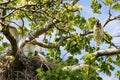 Jabiru nest in a tree with youngsters and adult, Pantanal Wetlands, Mato Grosso, Brazil