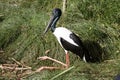 the jabiru is resting on the grass