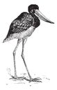 Jabiru of Senegal, vintage engraving