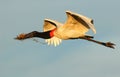 Jabiru stork