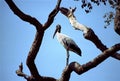 Jabiru Stork Royalty Free Stock Photo