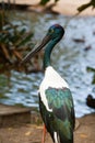 Jabiru stork Royalty Free Stock Photo