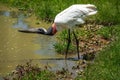 Jabiru Stork bird drinking water Royalty Free Stock Photo