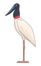 Jabiru stork bird on a white background