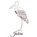 Jabiru stork cartoon bird coloring