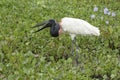 Jabiru stork eating fish