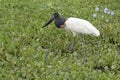 Jabiru stork eating fish