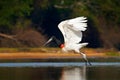 Jabiru stork flight. Jabiru, Jabiru mycteria, black and white bird in the green water with flowers, open wings, wild animal in the