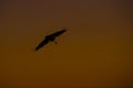 Jabiru Stork in Flight at Sunset Royalty Free Stock Photo