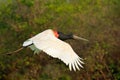 Jabiru stork fly. Jabiru, Jabiru mycteria, black and white bird in the green water with flowers, open wings, wild animal in the na Royalty Free Stock Photo