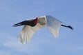 Jabiru stork flying in blue sky