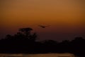 Jabiru Stork Flying over Jungle River at Sunset